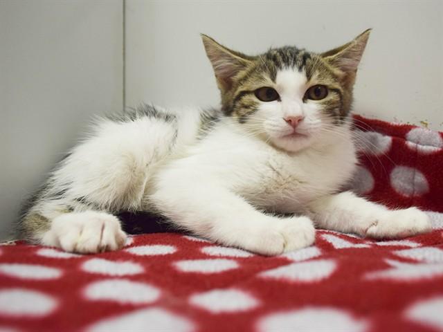 EDITH, Adoptable, Kitten Female Domestic Short Hair.