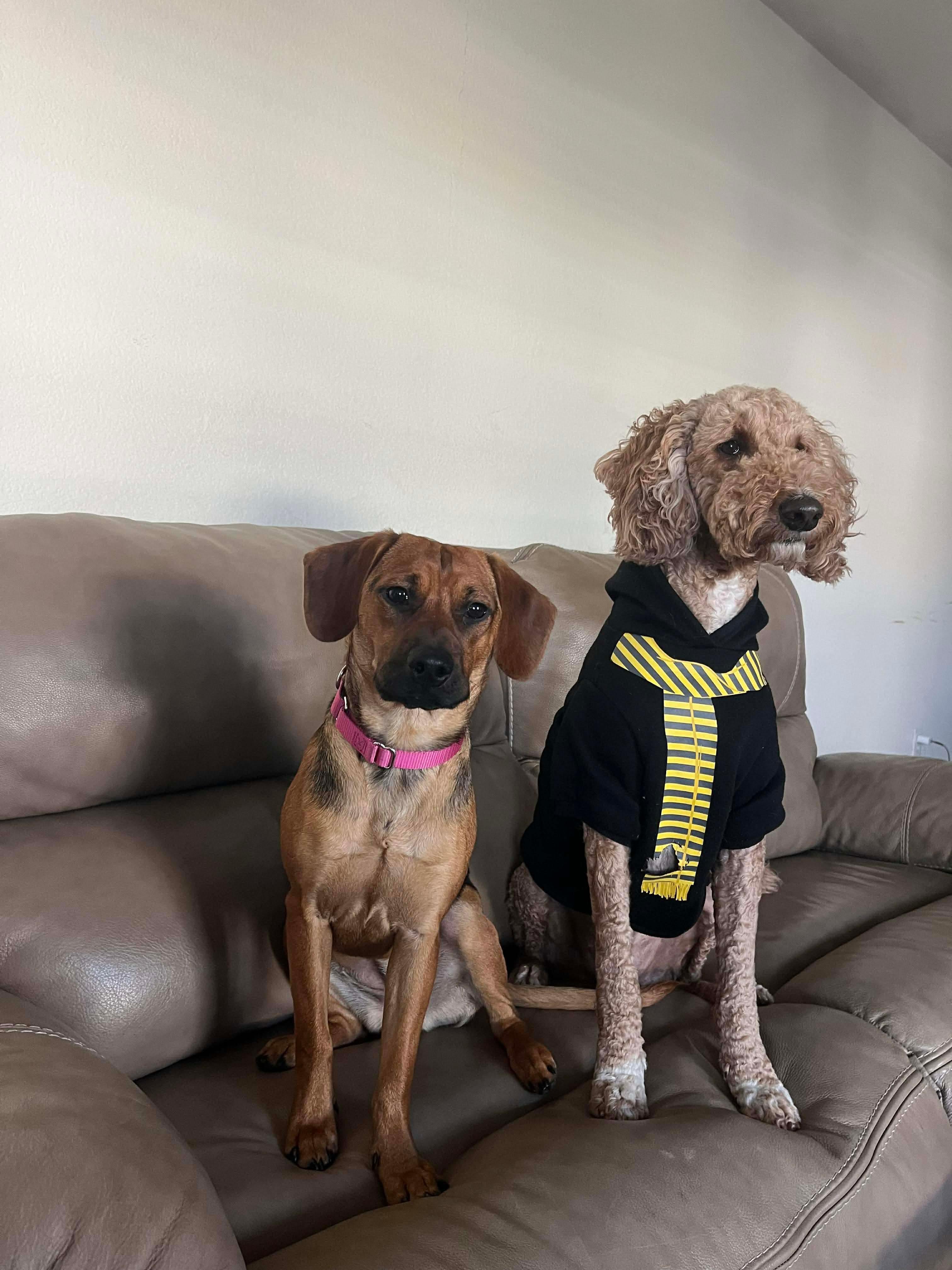 Enlarge Hazel, a ADOPTABLE mixed breed in Fort Worth, TX image 2/6