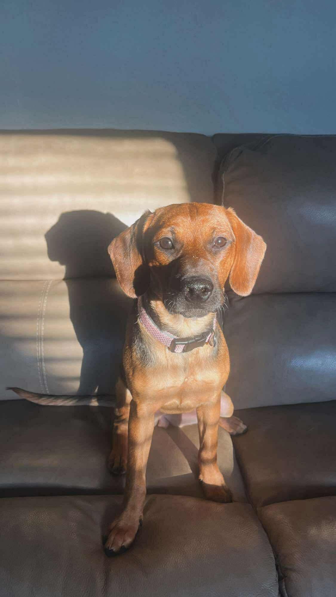 Enlarge Hazel, a ADOPTABLE mixed breed in Fort Worth, TX image 6/6