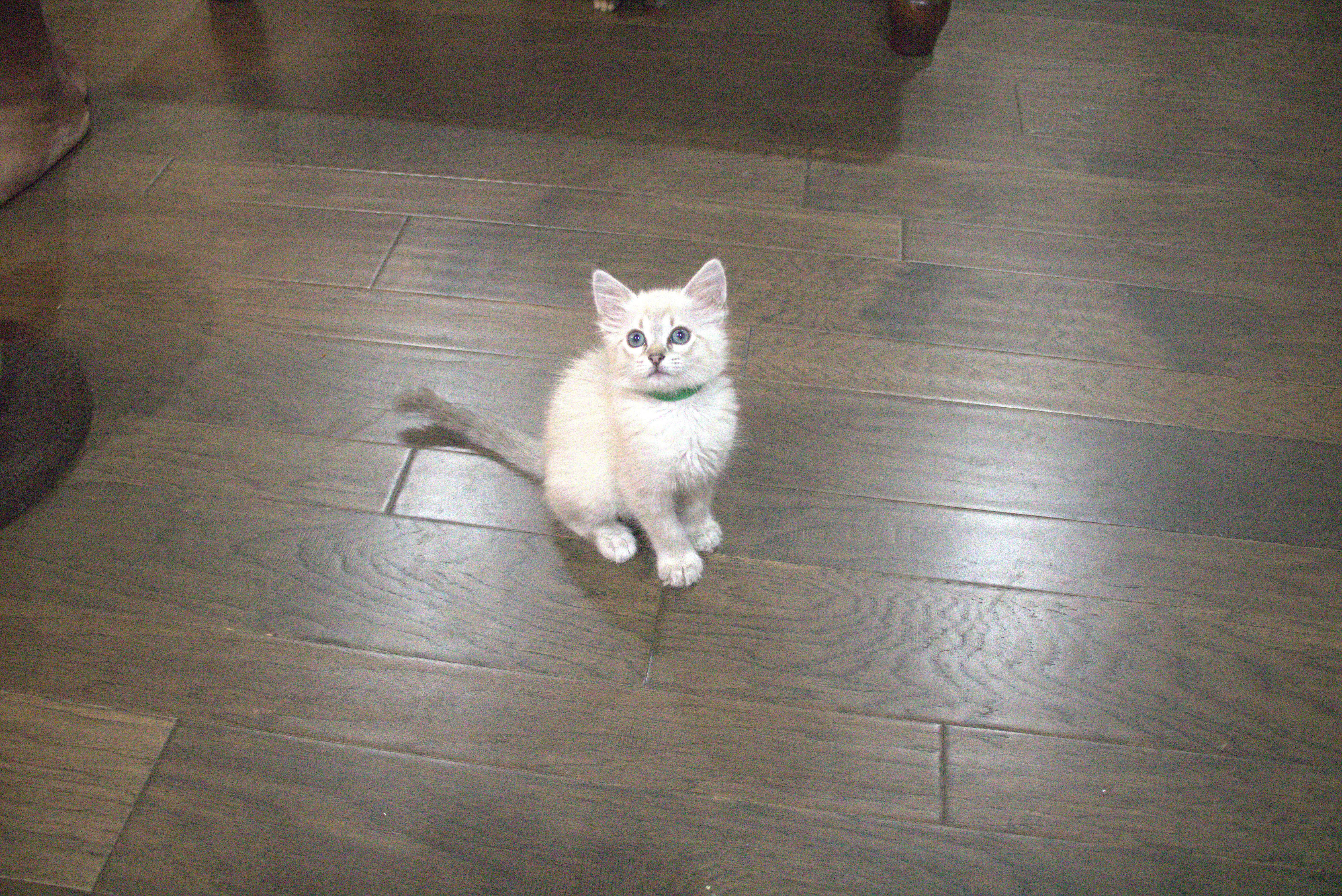 Roxy, an adopted Domestic Short Hair in Bryan, TX image 3/3