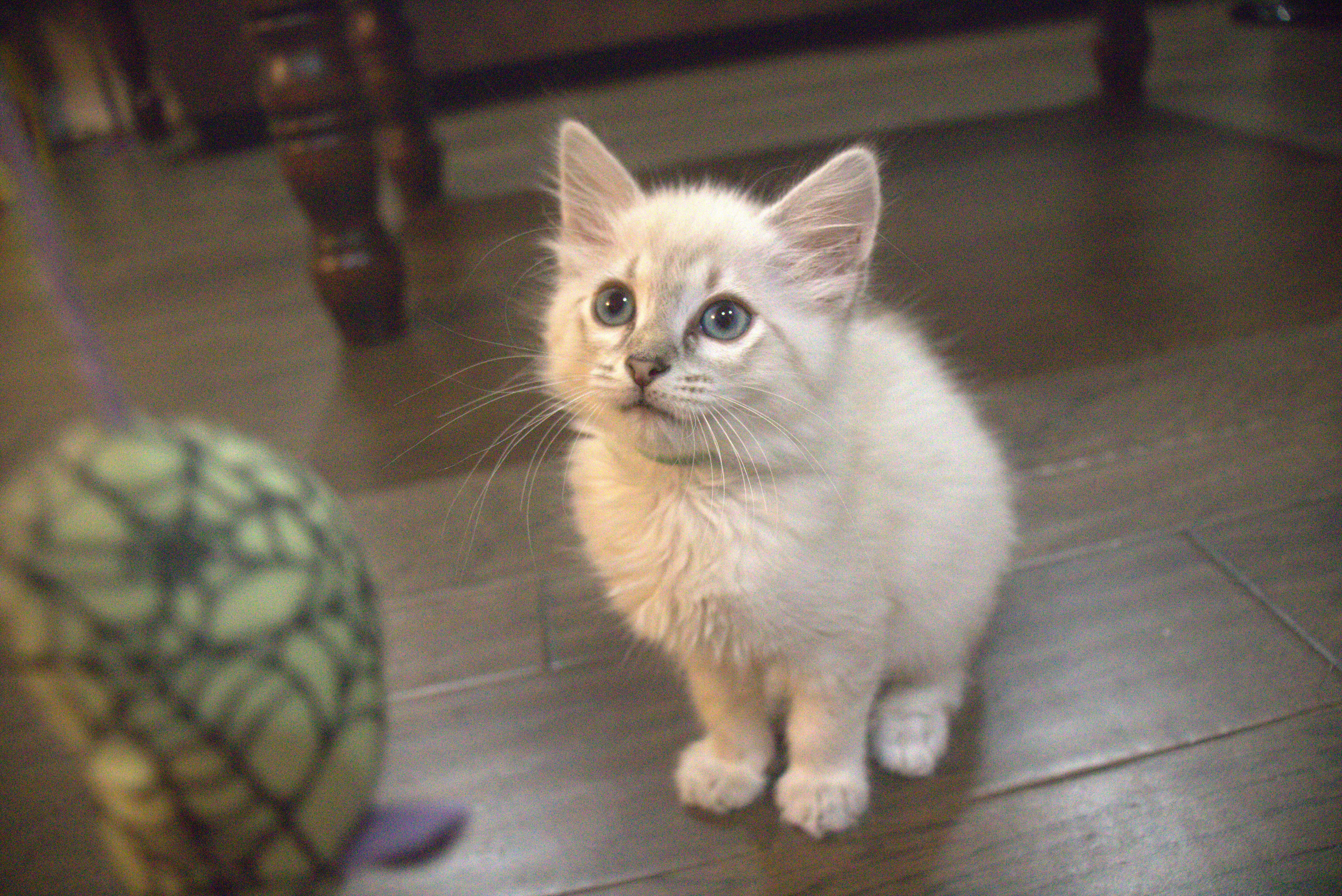 Roxy, an adopted Domestic Short Hair in Bryan, TX image 1/3