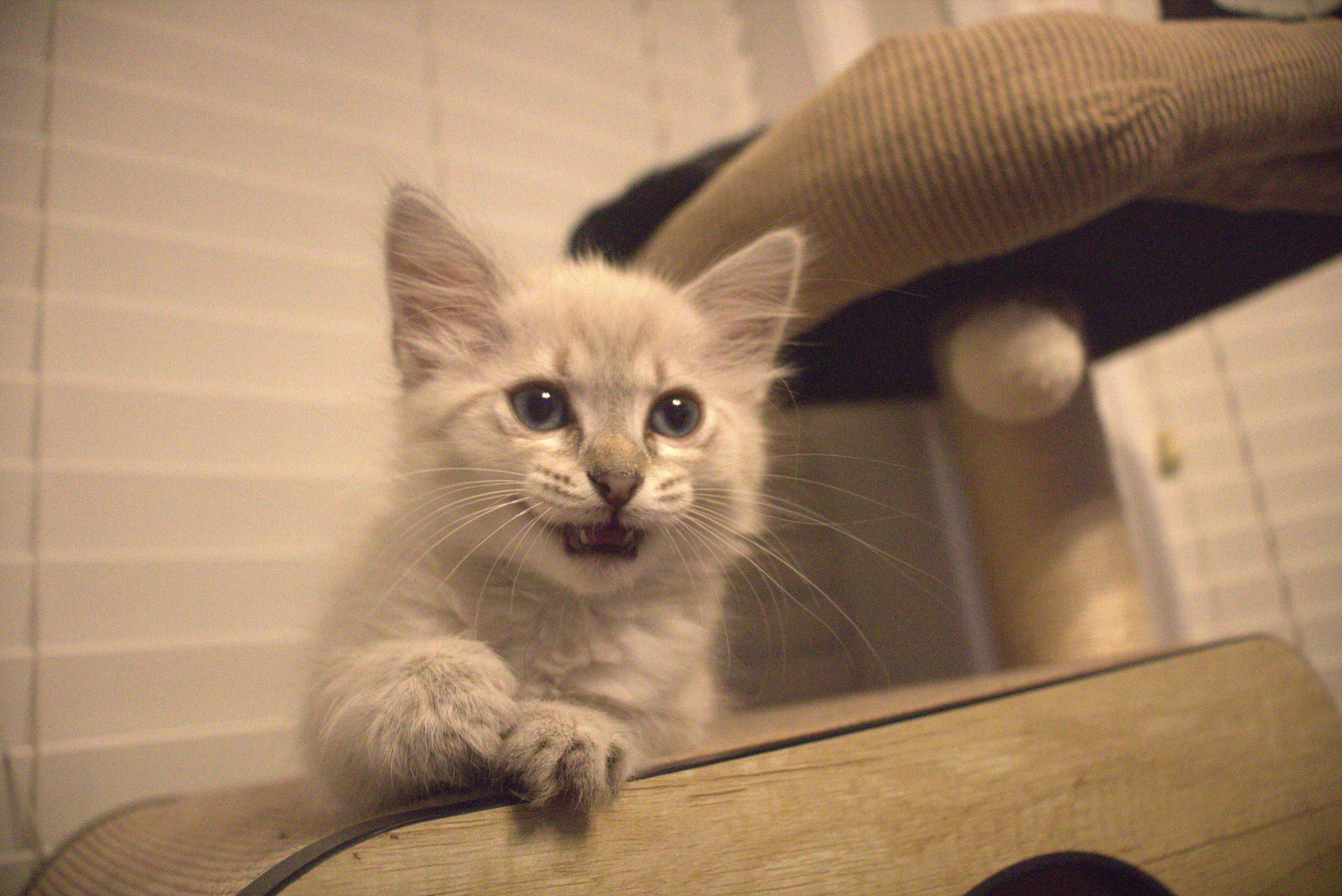 Roxy, an adopted Domestic Short Hair in Bryan, TX image 2/3