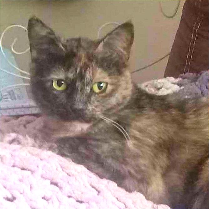 Mopsey — thumbnail 2