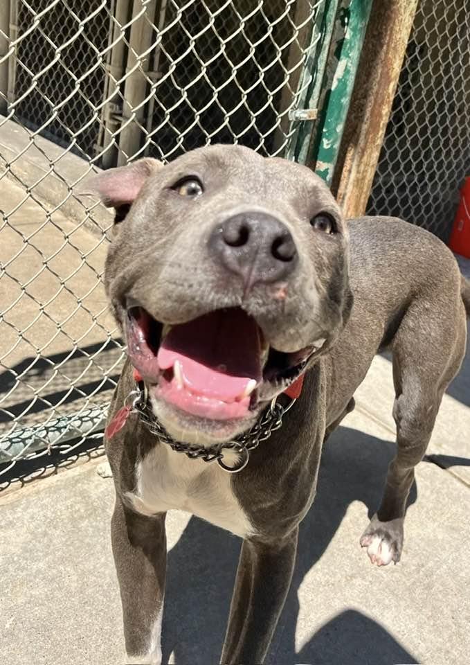 James, a ADOPTABLE mixed breed in Austin, TX image 5/6