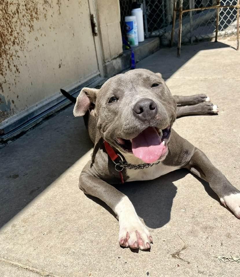 James, a ADOPTABLE mixed breed in Austin, TX image 4/6