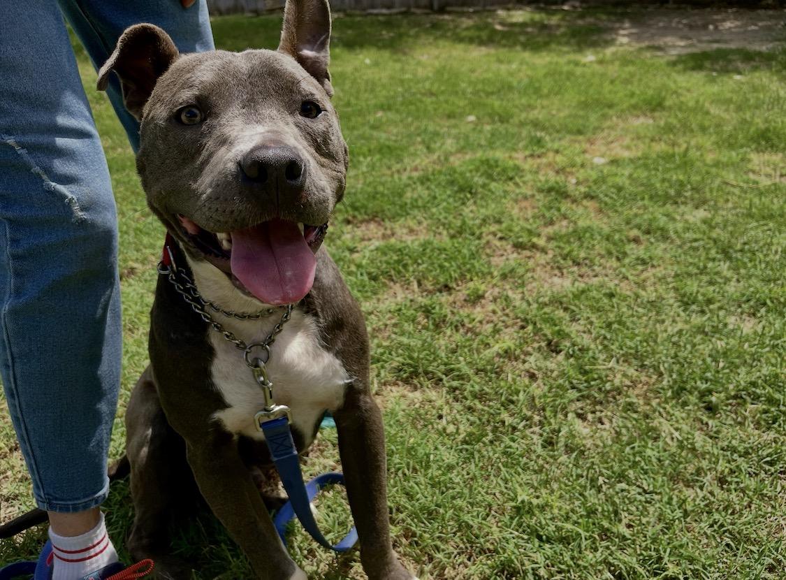 James, a ADOPTABLE mixed breed in Austin, TX image 6/6