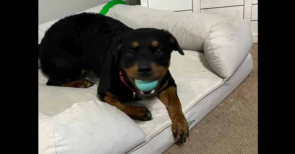 Juliette, Adoptable, Puppy Female Rottweiler.