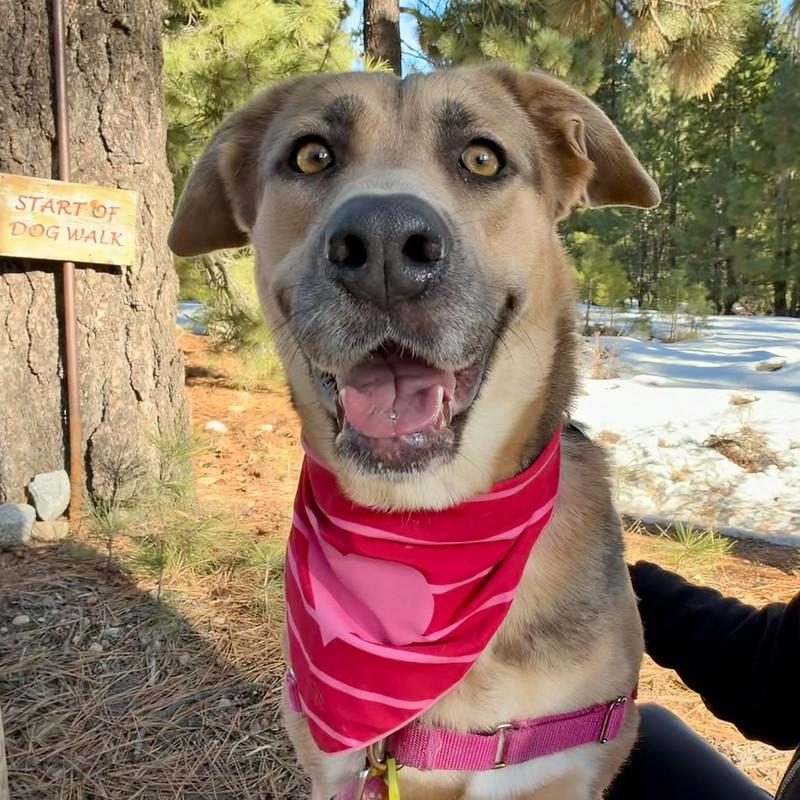 Enlarge Autumn, a ADOPTABLE Mixed Breed in Truckee, CA image 1/4
