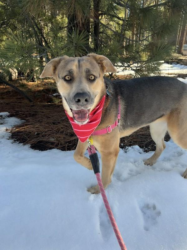 Enlarge Autumn, a ADOPTABLE Mixed Breed in Truckee, CA image 3/4