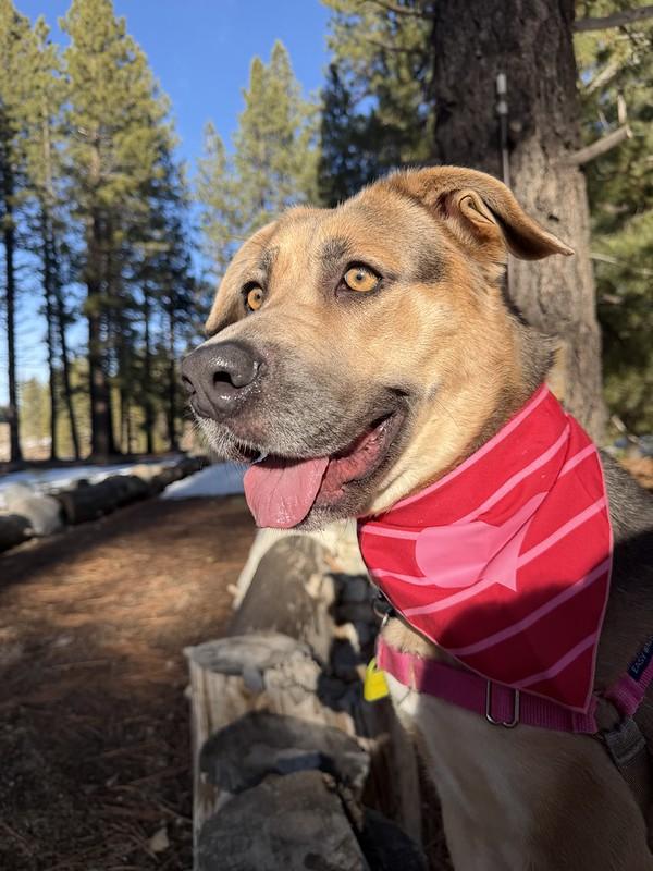 Enlarge Autumn, a ADOPTABLE Mixed Breed in Truckee, CA image 4/4