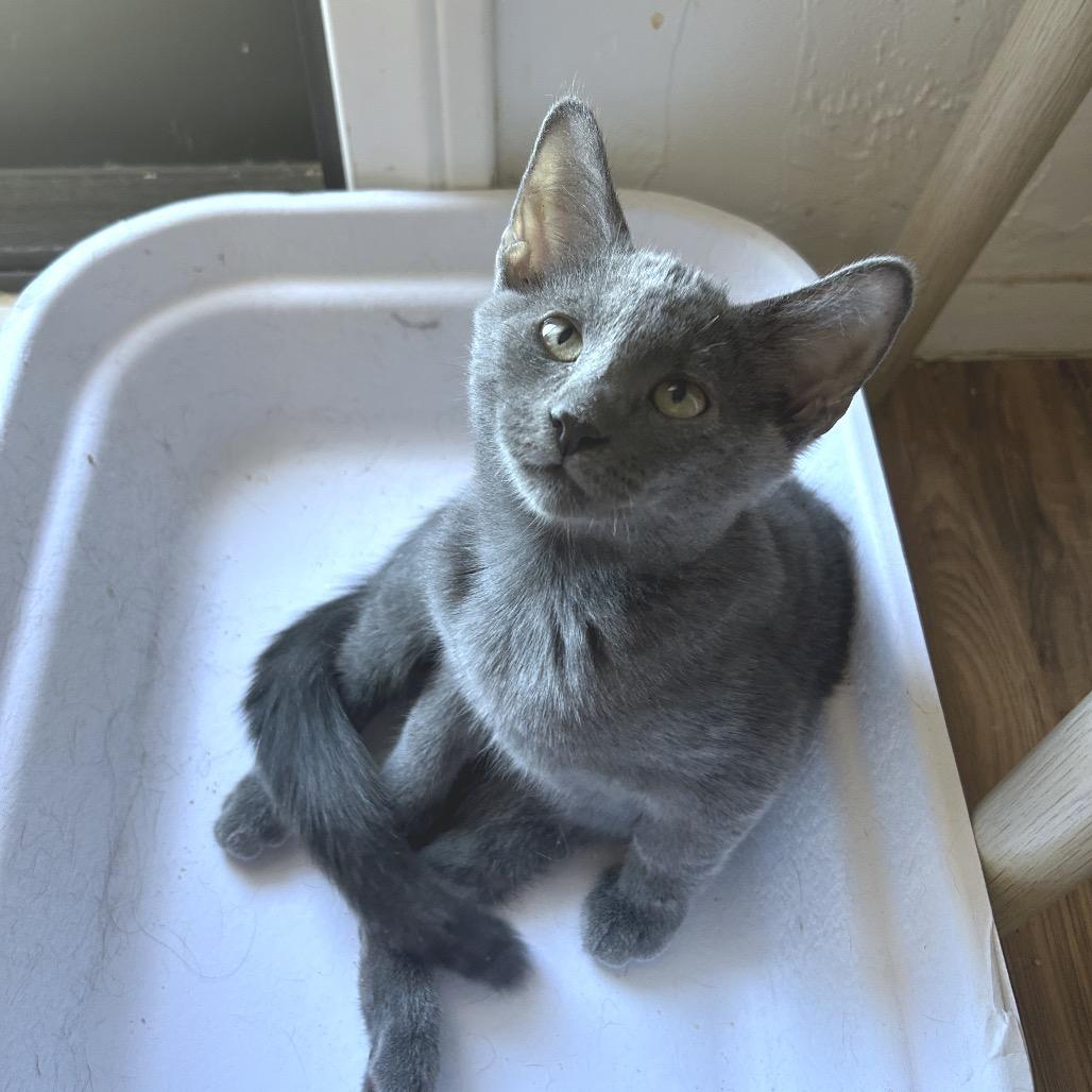 Enlarge Luvox, a Adoptable Domestic Short Hair in Yucca Valley, CA image 3/6