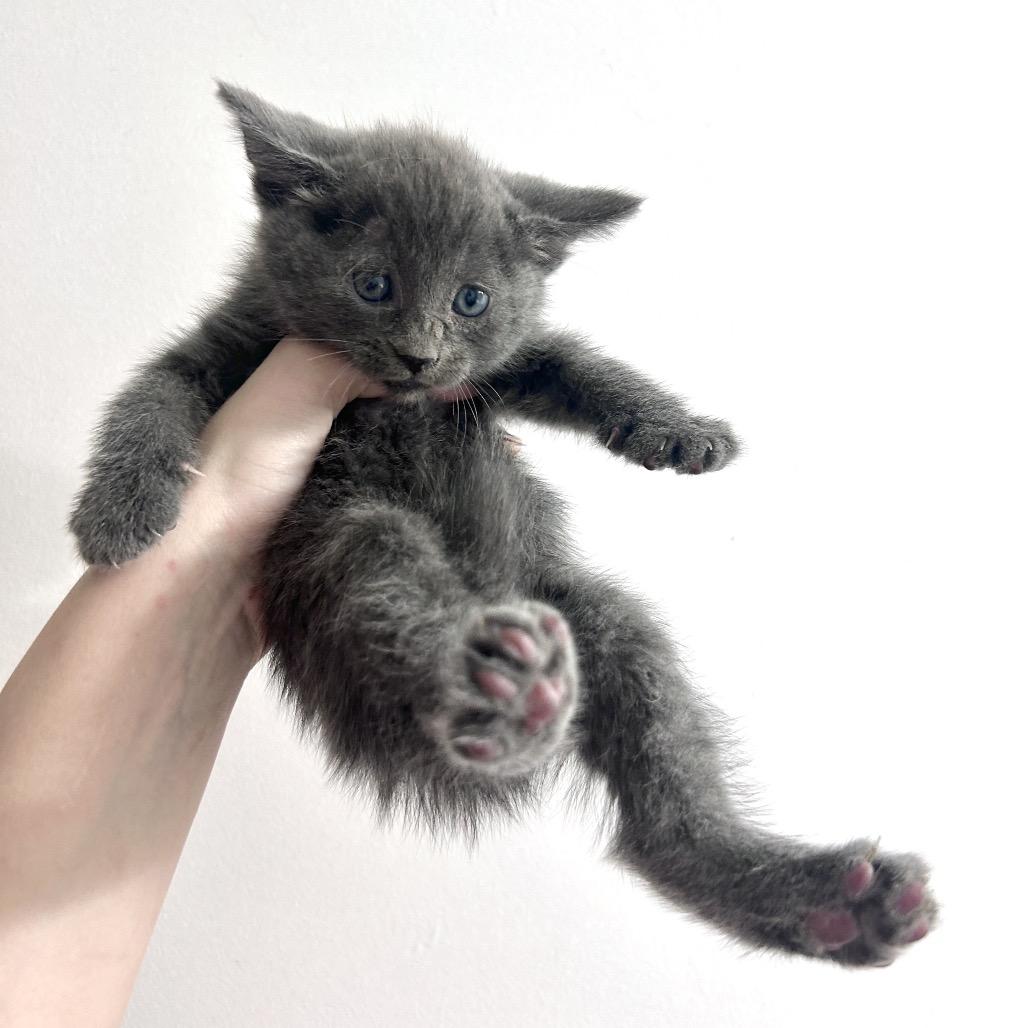 Enlarge Luvox, a Adoptable Domestic Short Hair in Yucca Valley, CA image 5/6