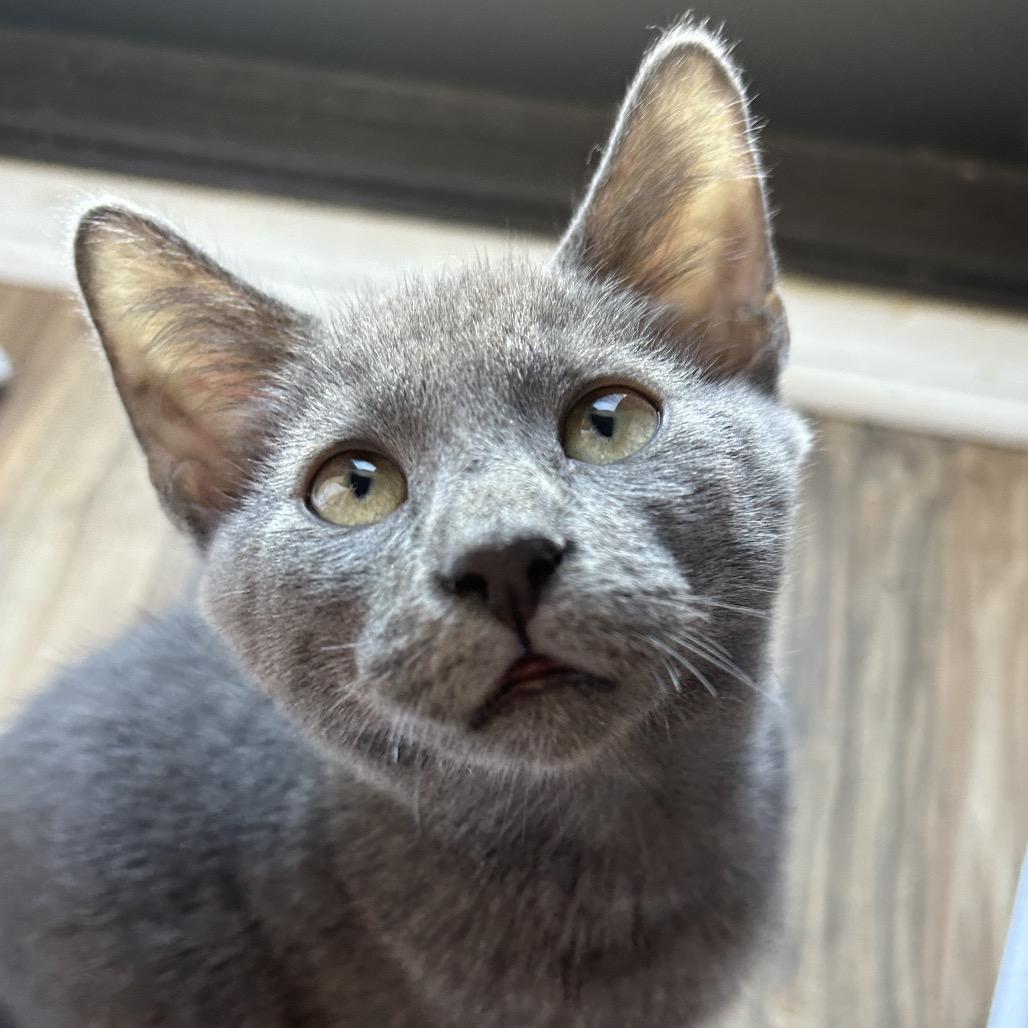 Enlarge Luvox, a Adoptable Domestic Short Hair in Yucca Valley, CA image 6/6