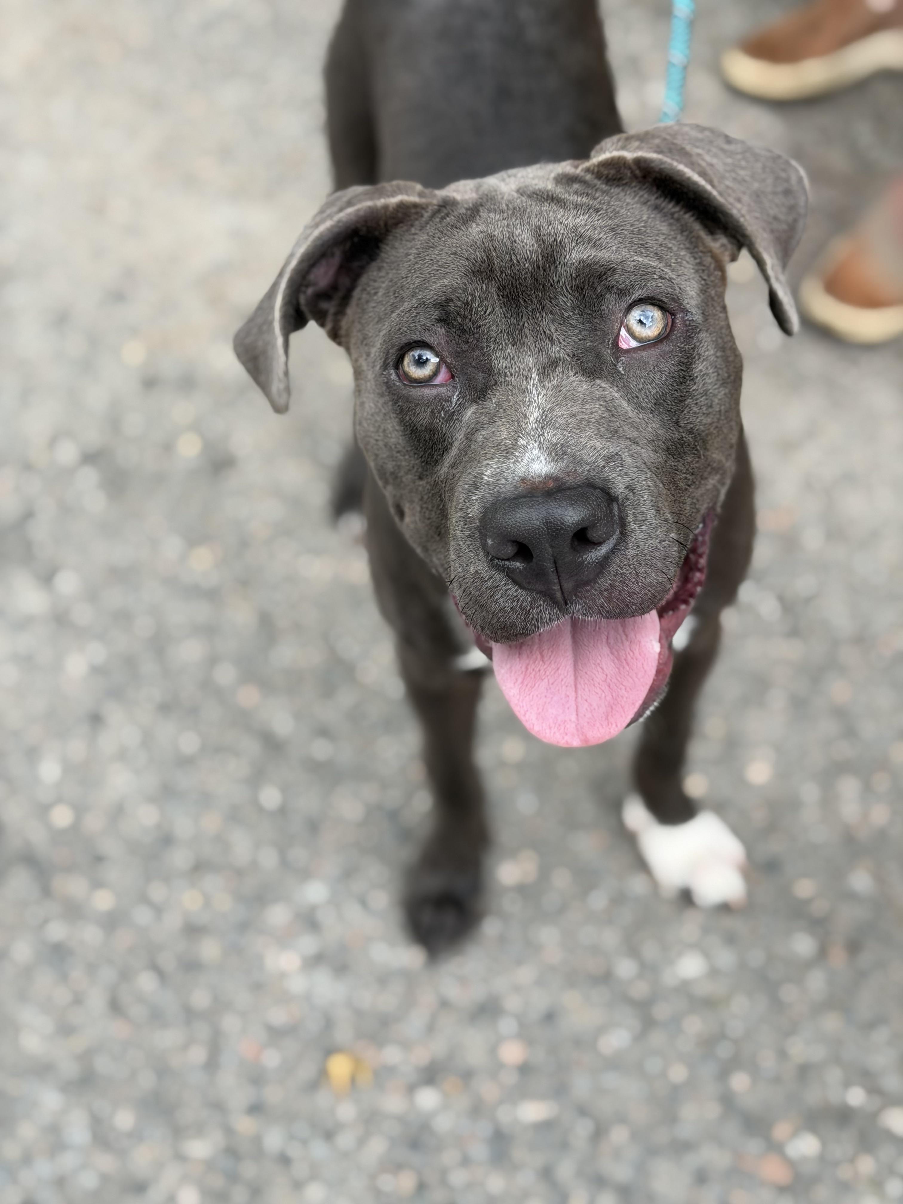 Axel Grease, ADOPTABLE, Puppy Male Pit Bull Terrier.