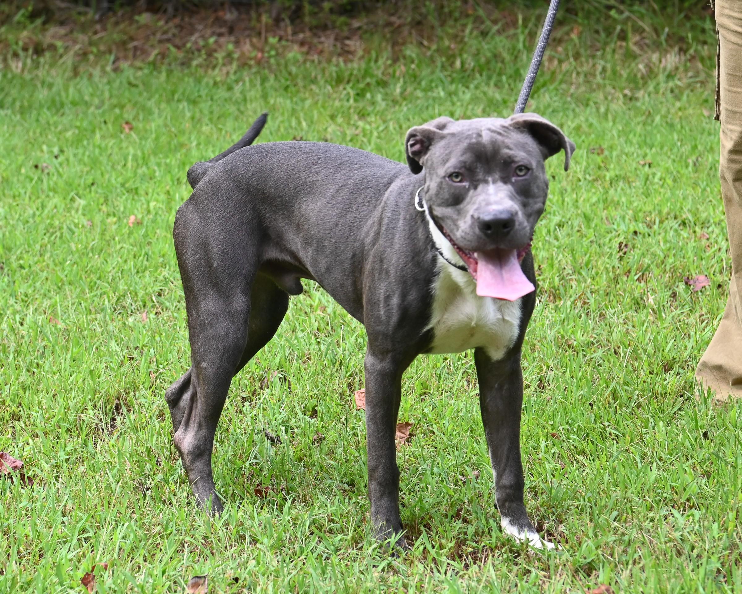 Enlarge Axel Grease, a Adoptable Pit Bull Terrier in Petersburg, VA image 5/6