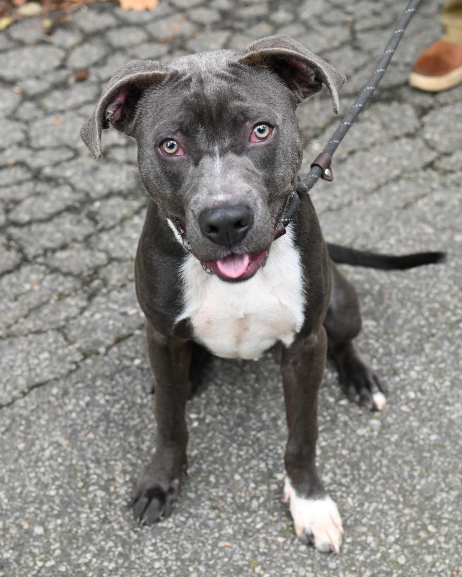 Axel Grease, Adoptable, Puppy Male Pit Bull Terrier.