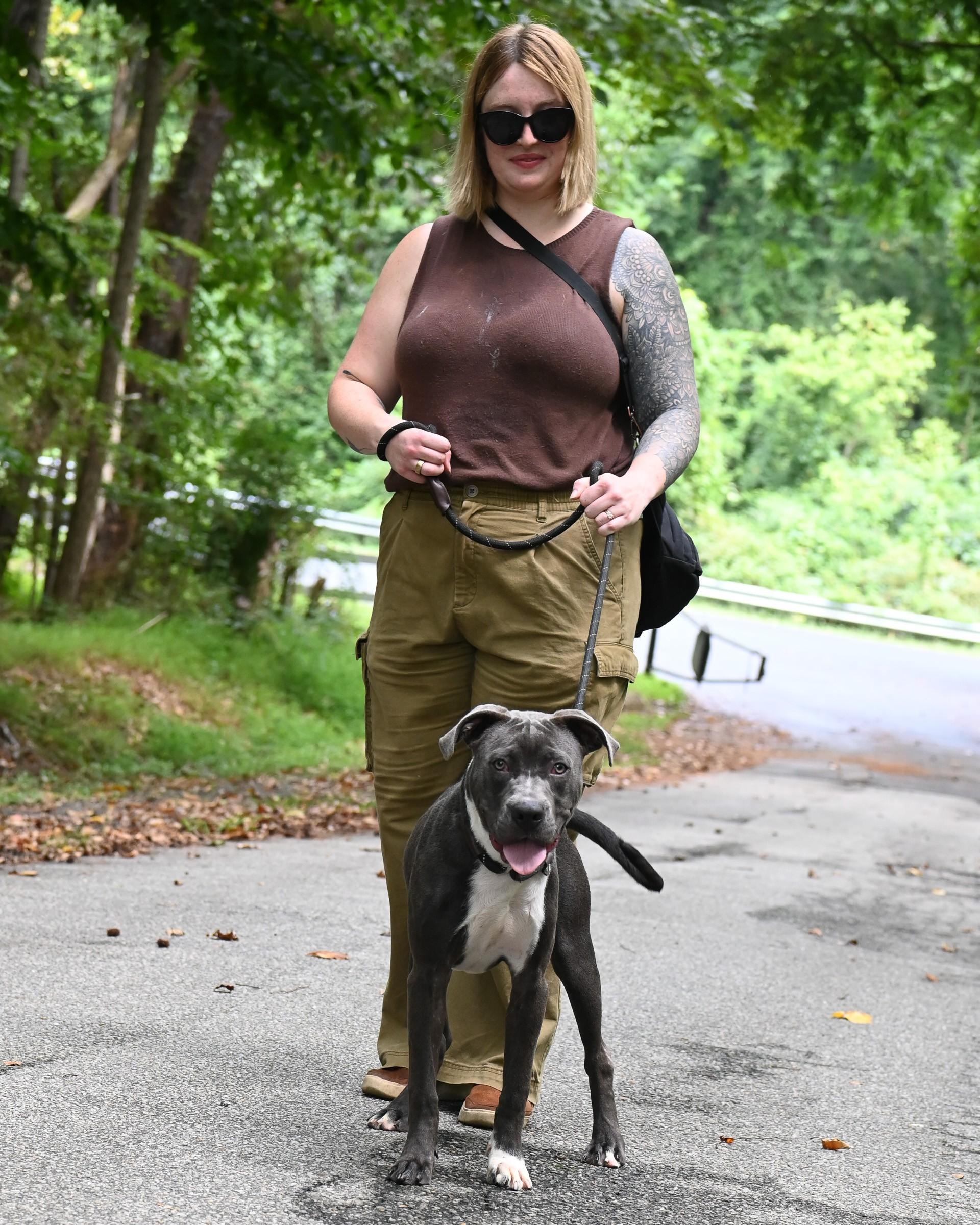 Enlarge Axel Grease, a Adoptable Pit Bull Terrier in Petersburg, VA image 6/6