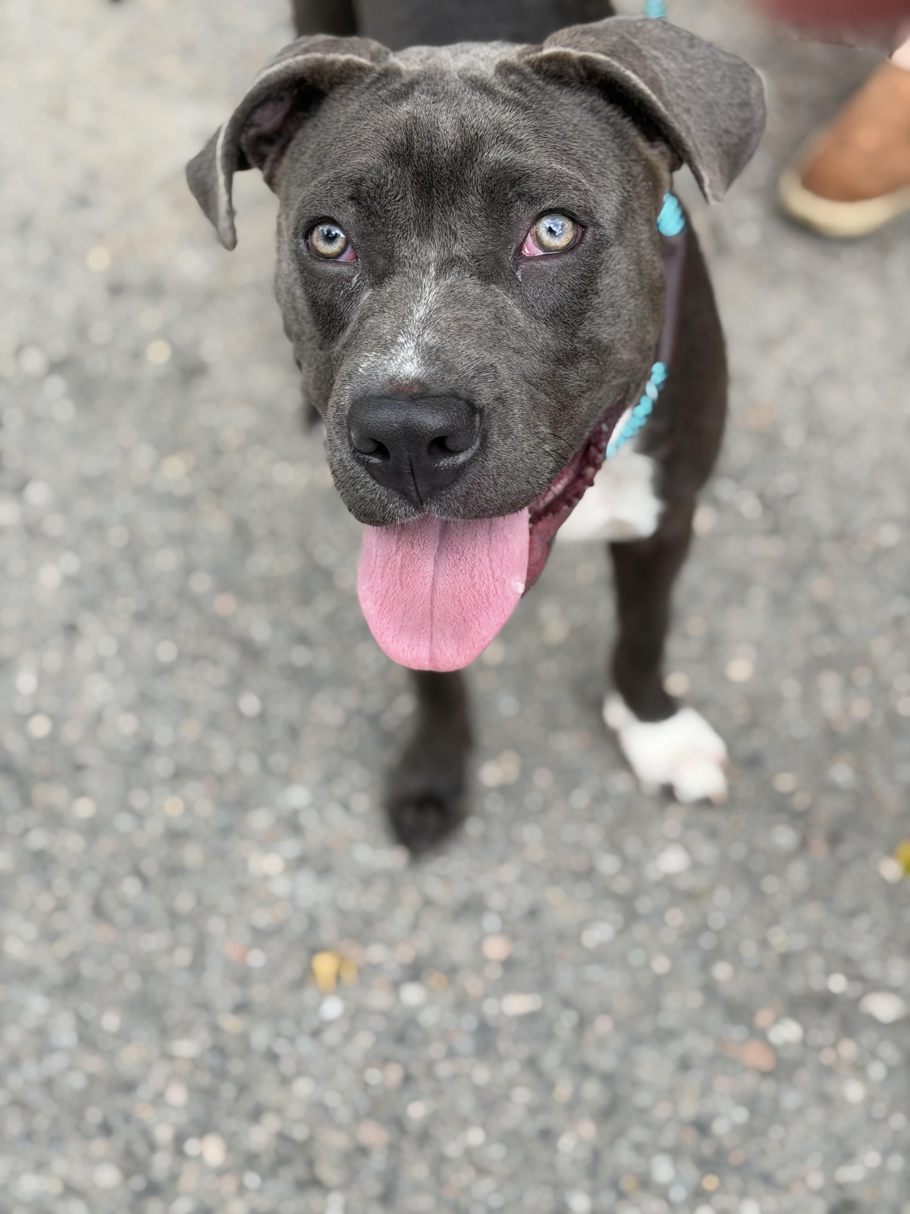 Axel Grease, a ADOPTABLE Pit Bull Terrier in Petersburg, VA image 3/3