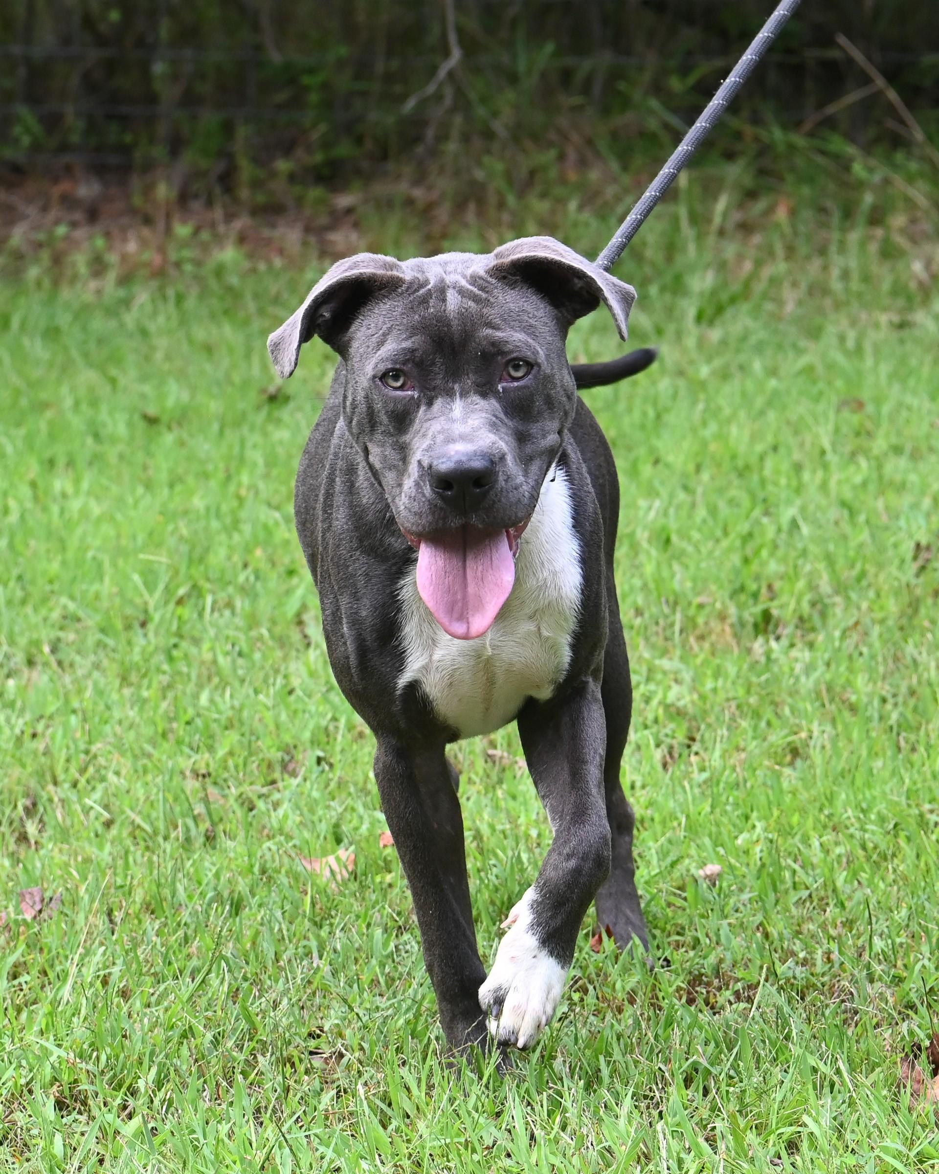 Enlarge Axel Grease, a Adoptable Pit Bull Terrier in Petersburg, VA image 4/6