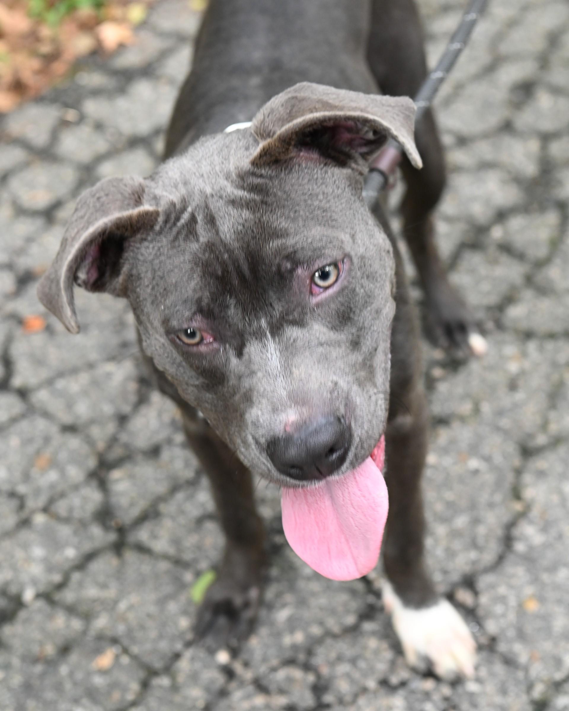 Enlarge Axel Grease, a Adoptable Pit Bull Terrier in Petersburg, VA image 2/6