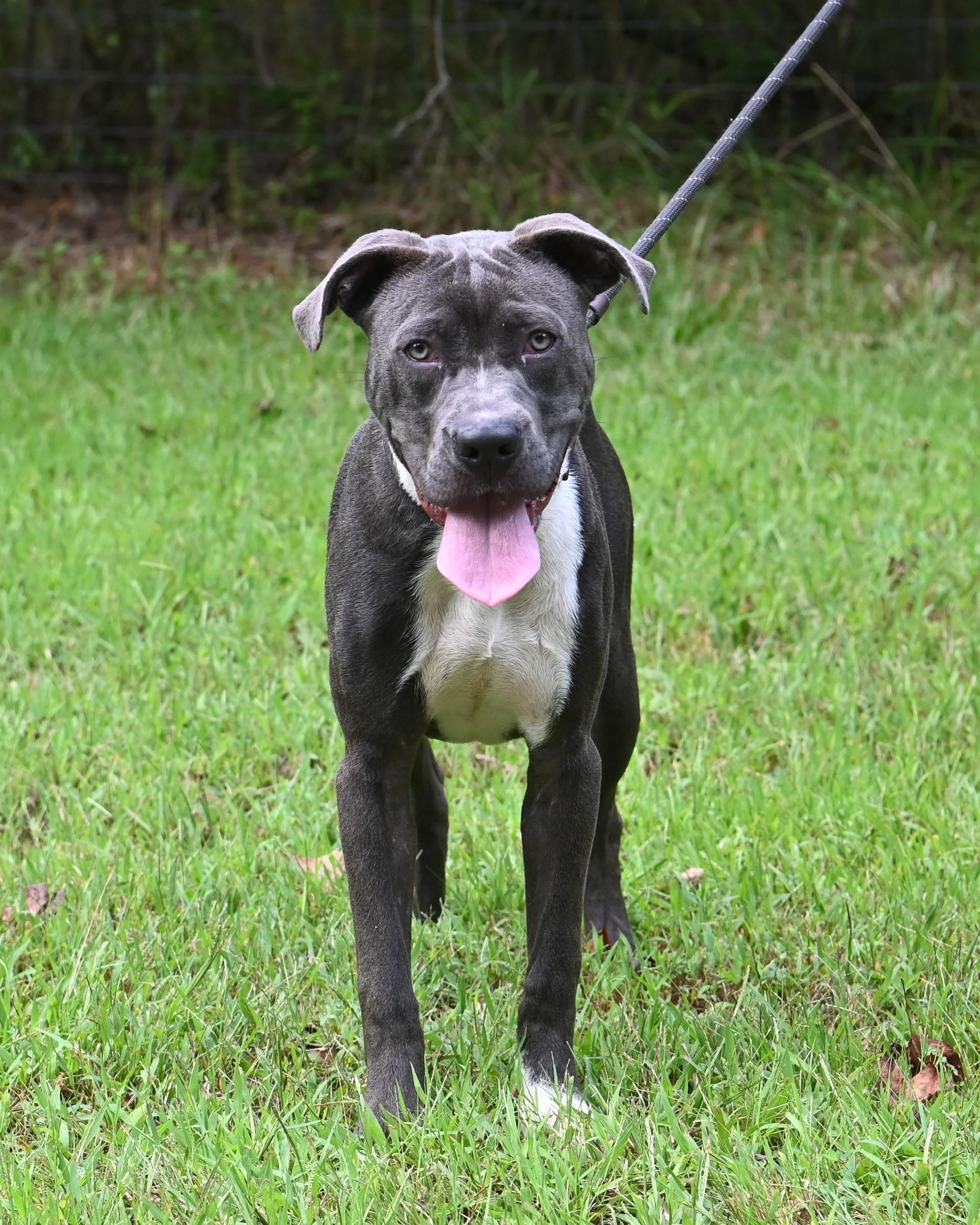 Enlarge Axel Grease, a Adoptable Pit Bull Terrier in Petersburg, VA image 3/6