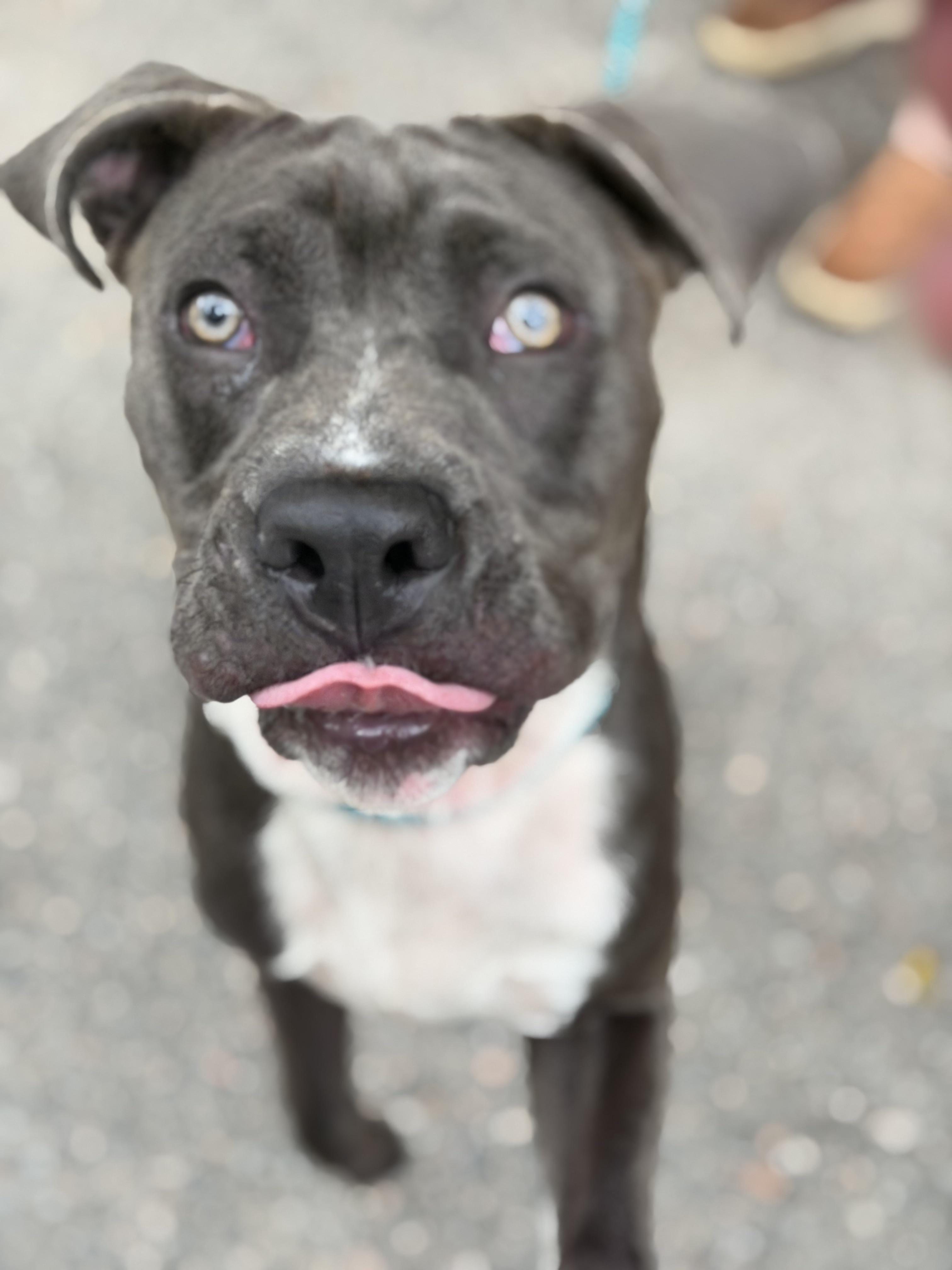 Axel Grease, a ADOPTABLE Pit Bull Terrier in Petersburg, VA image 2/3