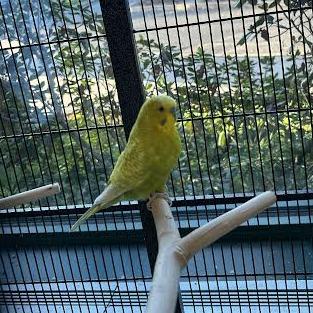 Nugget, Adoptable, Adult Male Parakeet (Other).