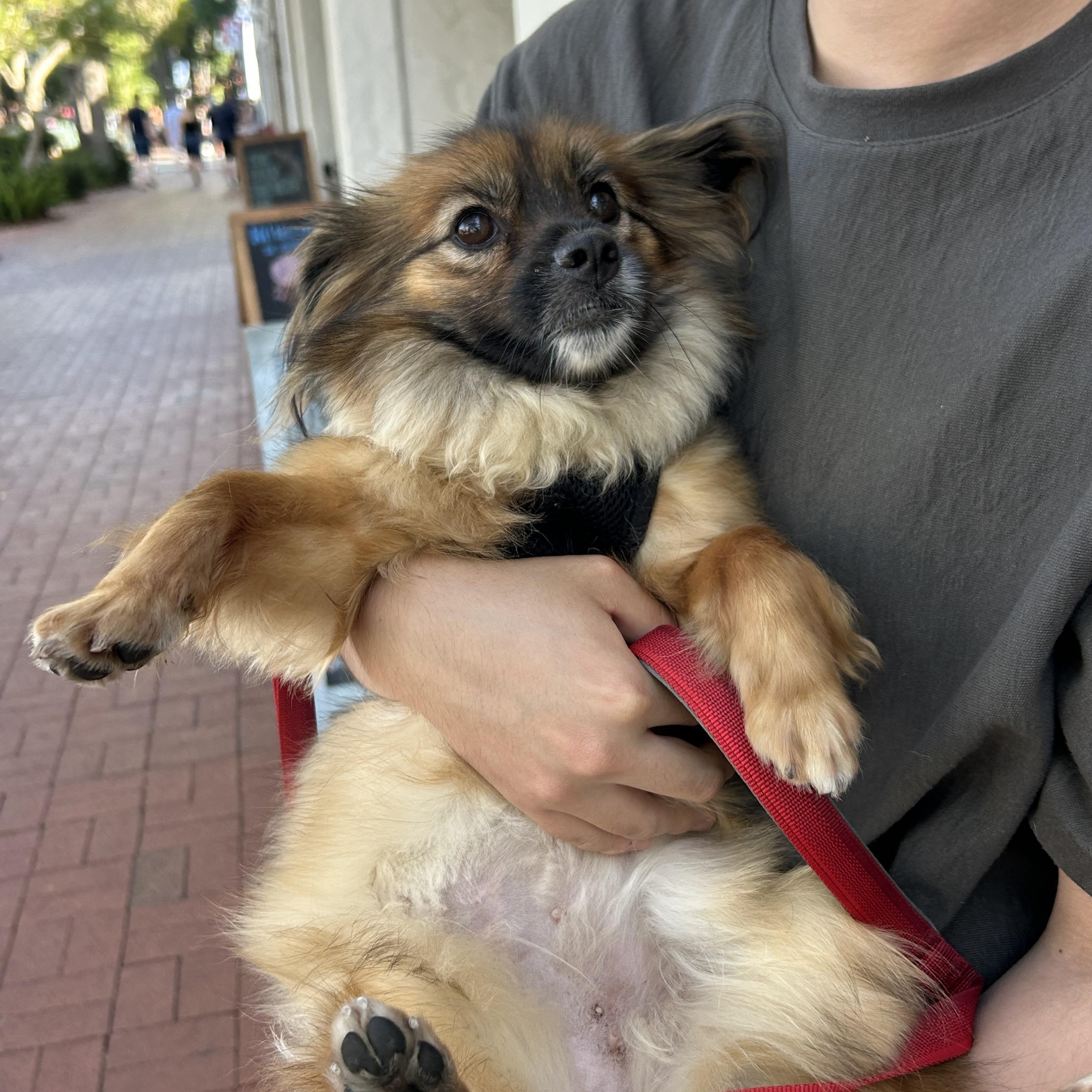 Enlarge Lulu, a Adoptable mixed breed in San Jose, CA image 4/6