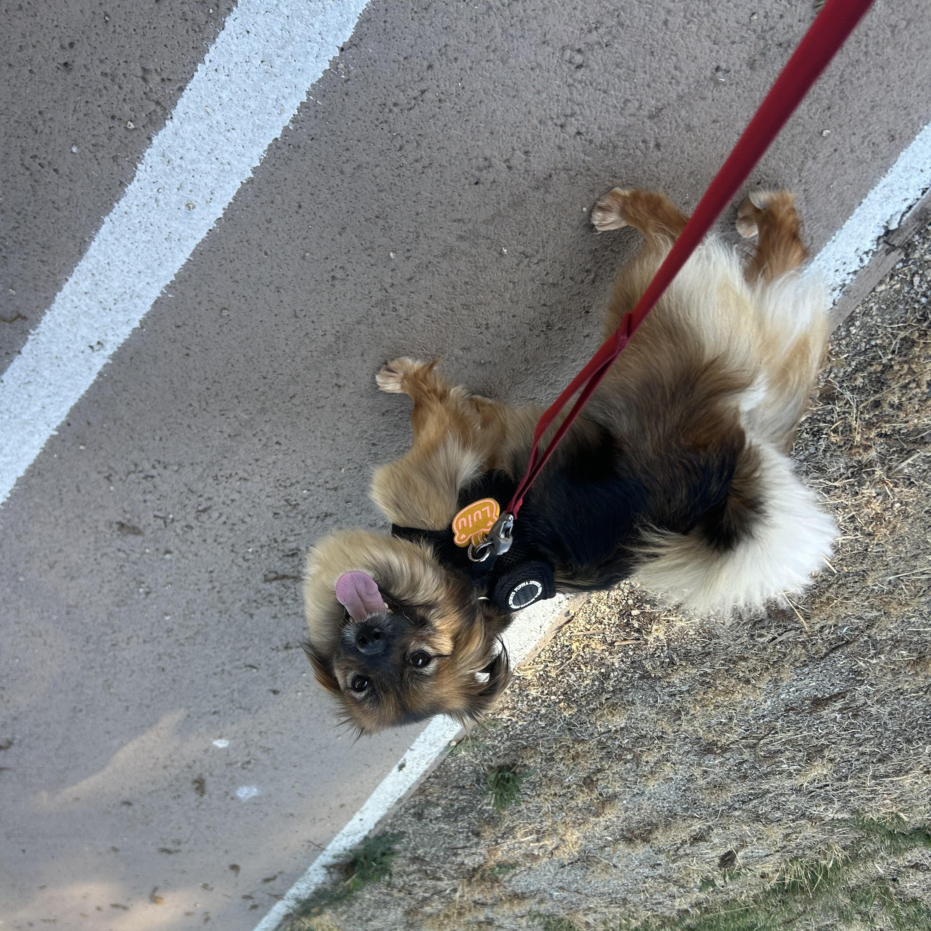 Enlarge Lulu, a Adoptable mixed breed in San Jose, CA image 2/6