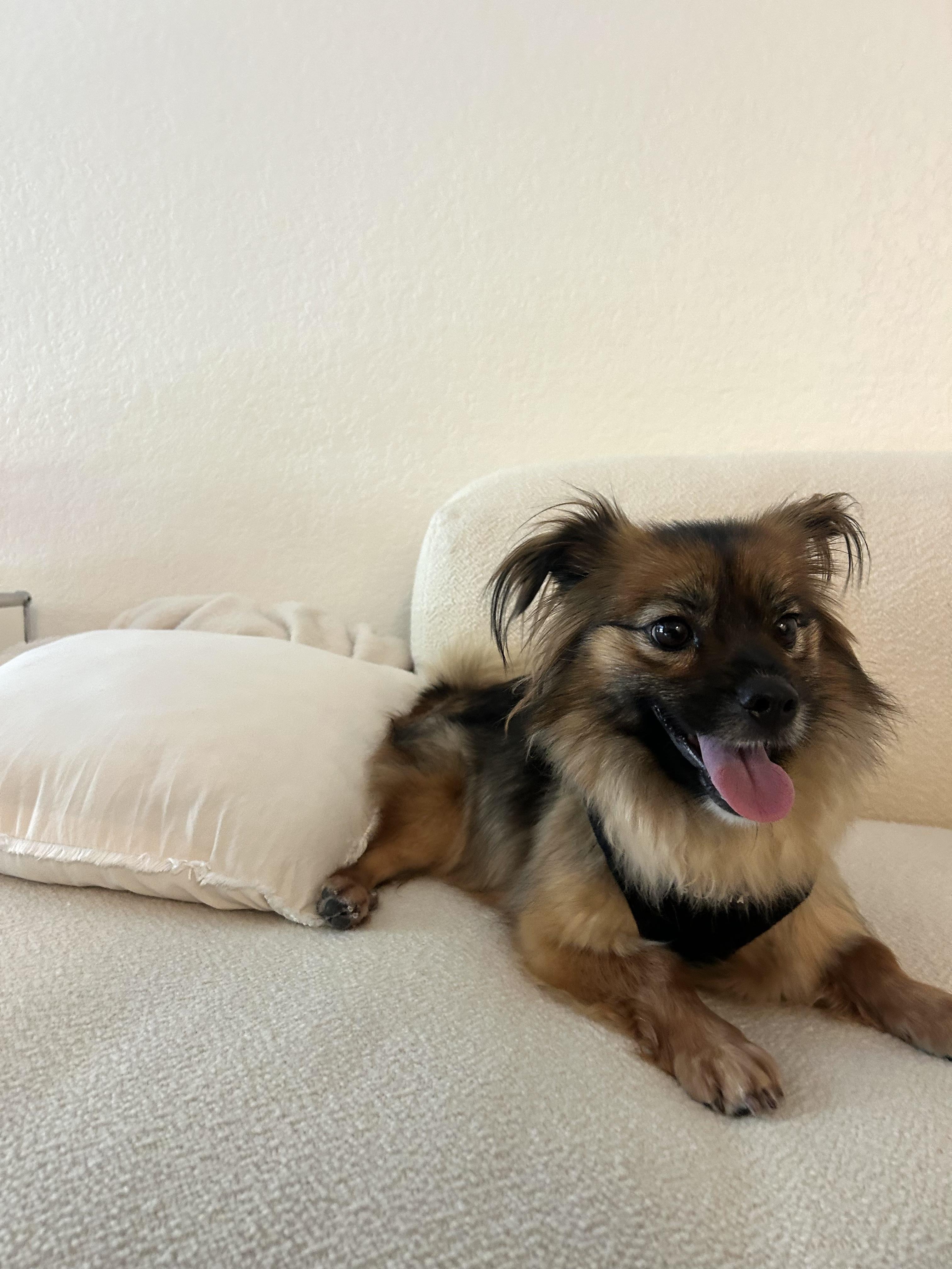 Enlarge Lulu, a Adoptable mixed breed in San Jose, CA image 1/6