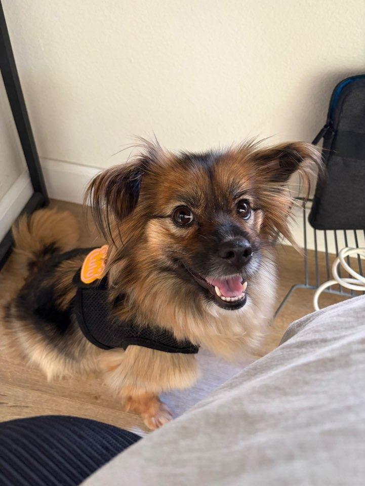 Enlarge Lulu, a Adoptable mixed breed in San Jose, CA image 5/6