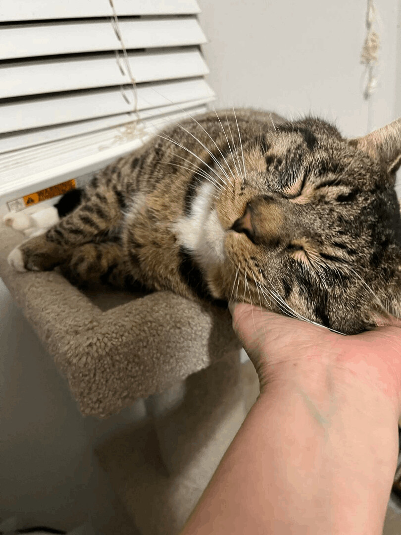 Bubba, Adopted, Adult Male Domestic Short Hair.