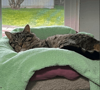 Enlarge Bubba, a Adopted Domestic Short Hair in Albany, OR image 2/11