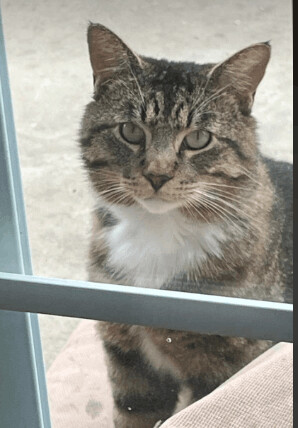 Enlarge Bubba, a Adopted Domestic Short Hair in Albany, OR image 3/11