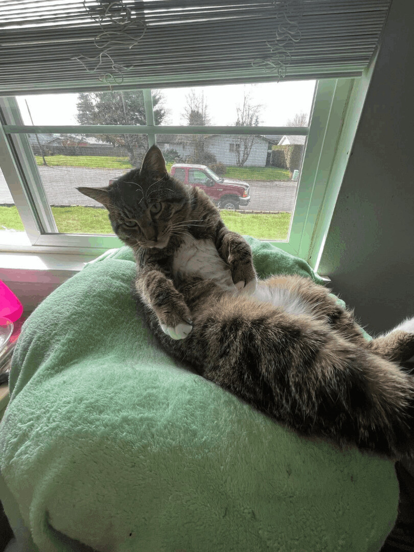 Enlarge Bubba, a Adopted Domestic Short Hair in Albany, OR image 4/11