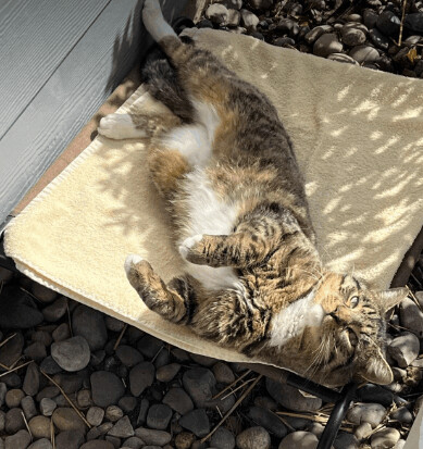 Enlarge Bubba, a Adopted Domestic Short Hair in Albany, OR image 5/11