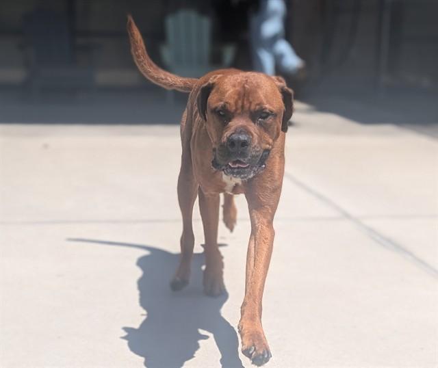 CHURRO, Adoptable, Adult Male Redbone Coonhound.