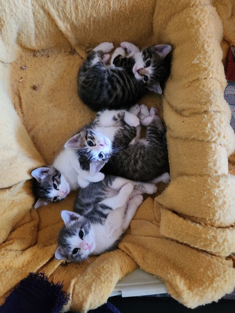 Cheshire, Adopted, Kitten Male Tabby.