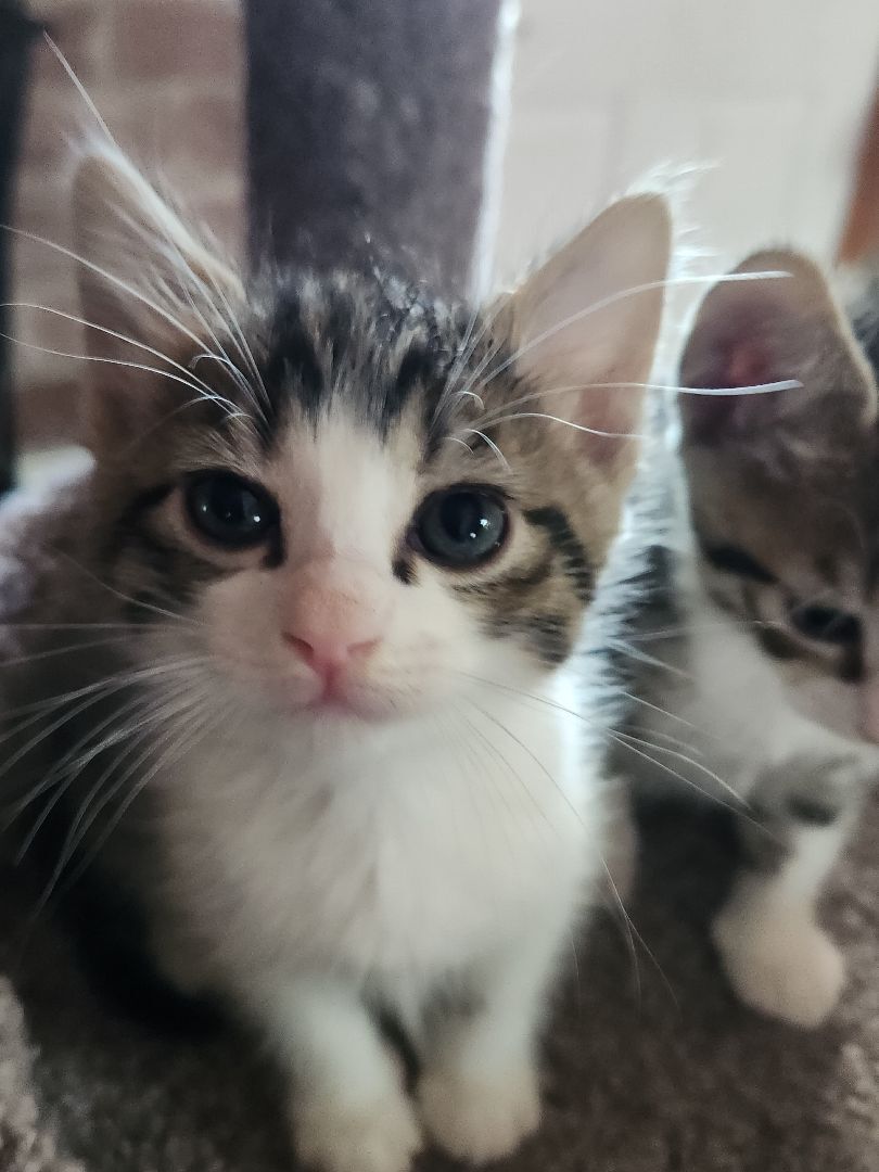 Enlarge Cheshire, a Adopted Tabby in Round Rock, TX image 4/8