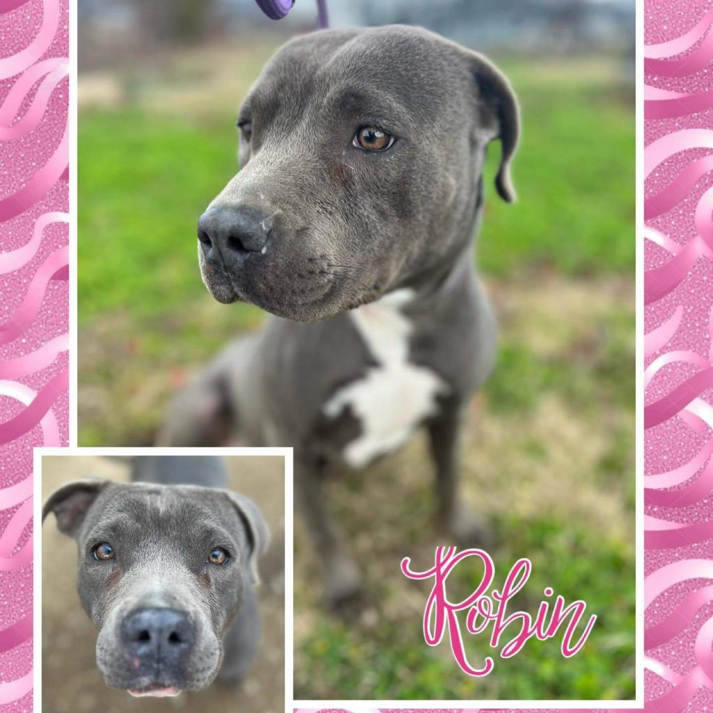 Enlarge Robin, a Adoptable Terrier in Hackett, AR image 1/1