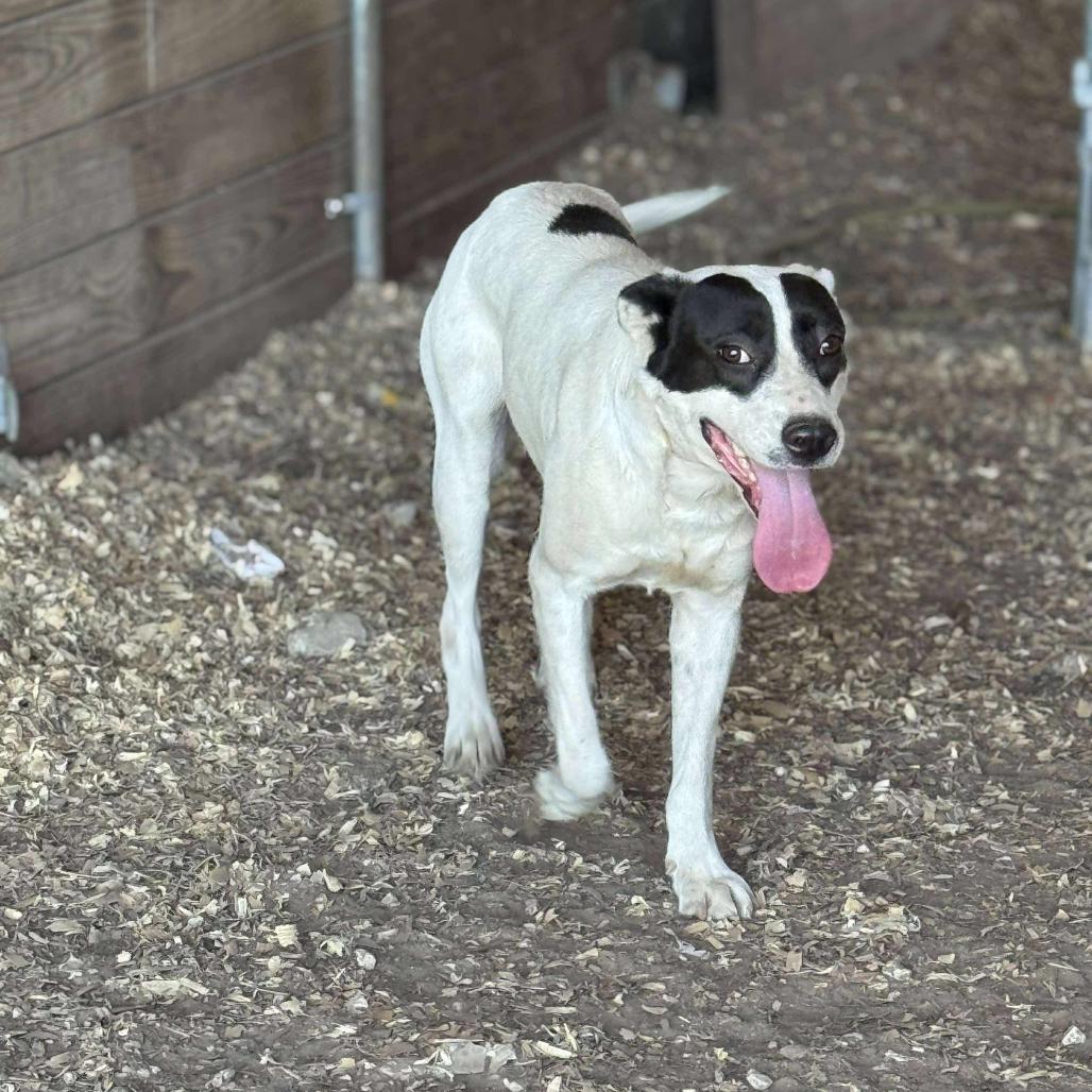 Allie G, Adoptable, Adult Female Border Collie.