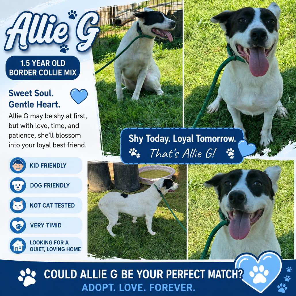 Allie G, a Adoptable Border Collie in Lincoln, NB image 2/4