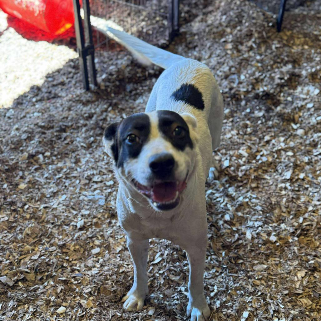 Allie G, a Adoptable Border Collie in Lincoln, NB image 3/4