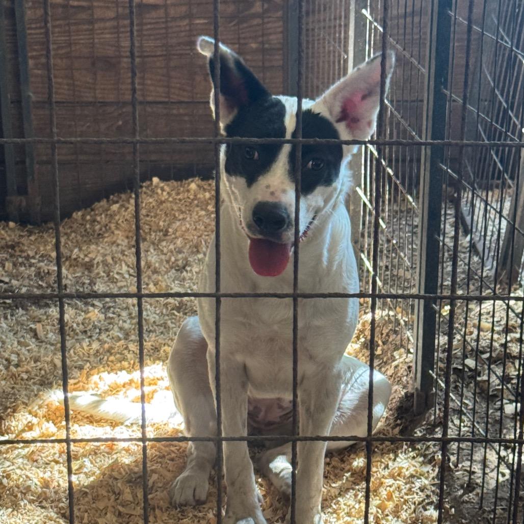 Allie G, a Adoptable Border Collie in Lincoln, NB image 4/4