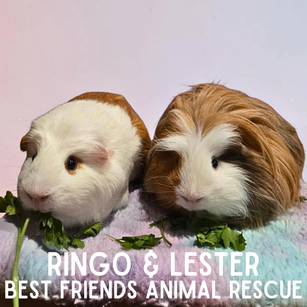 Ringo, Adoptable, Young Male Guinea Pig & Guinea Pig.