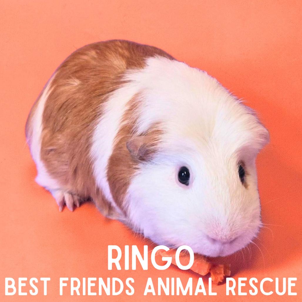 Ringo, Adoptable, Young Male Guinea Pig & Guinea Pig.
