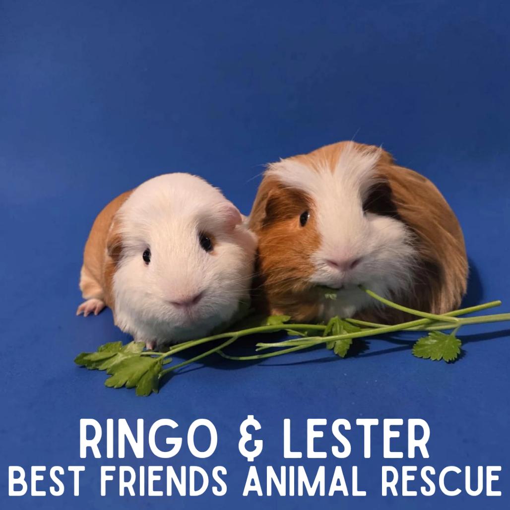 Ringo, a Adoptable mixed breed in Wasilla, AK image 2/6