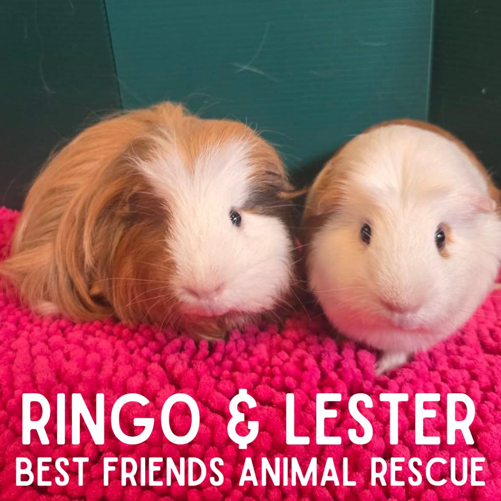 Enlarge Ringo, a Adoptable mixed breed in Wasilla, AK image 3/4