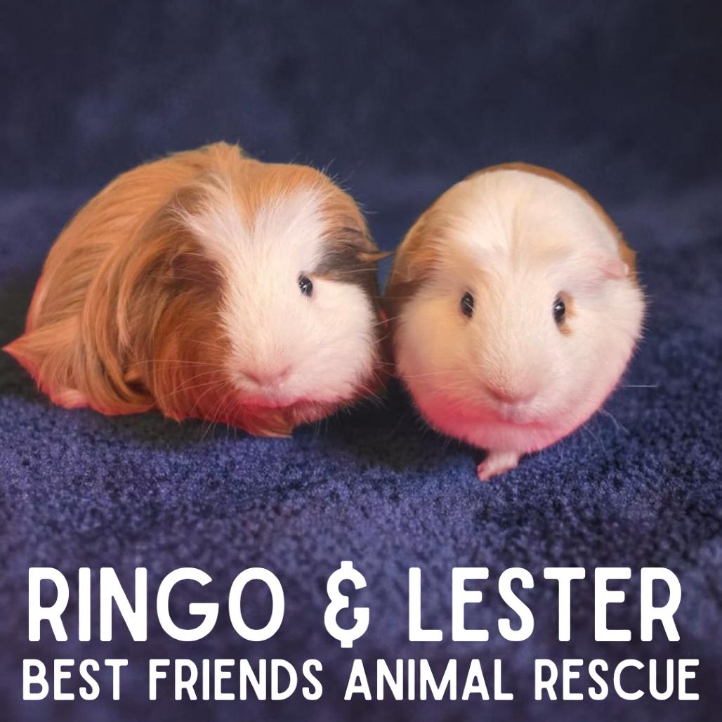 Ringo, a Adoptable mixed breed in Wasilla, AK image 4/6