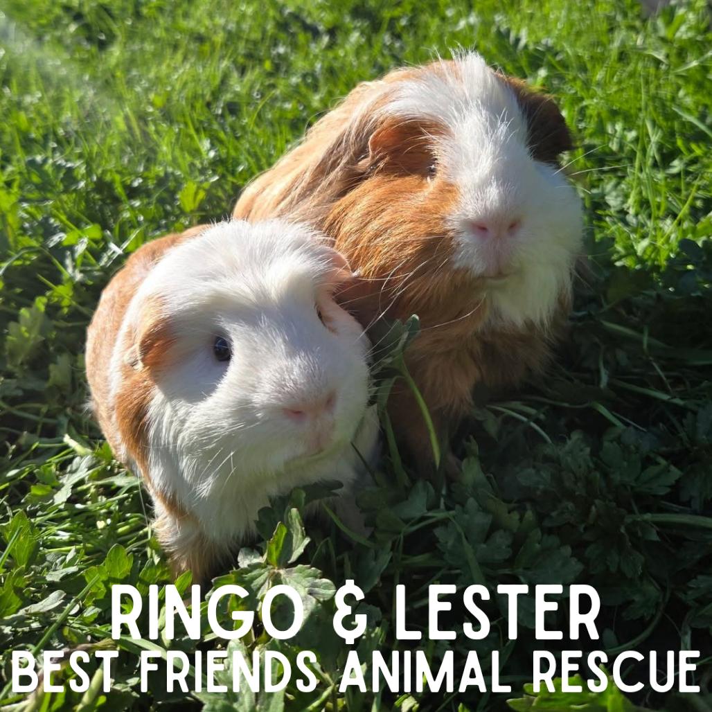 Ringo, a Adoptable mixed breed in Wasilla, AK image 5/6